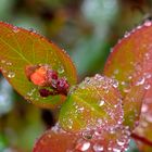 Herbst im Garten - Johanniskraut