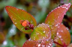 Herbst im Garten - Johanniskraut