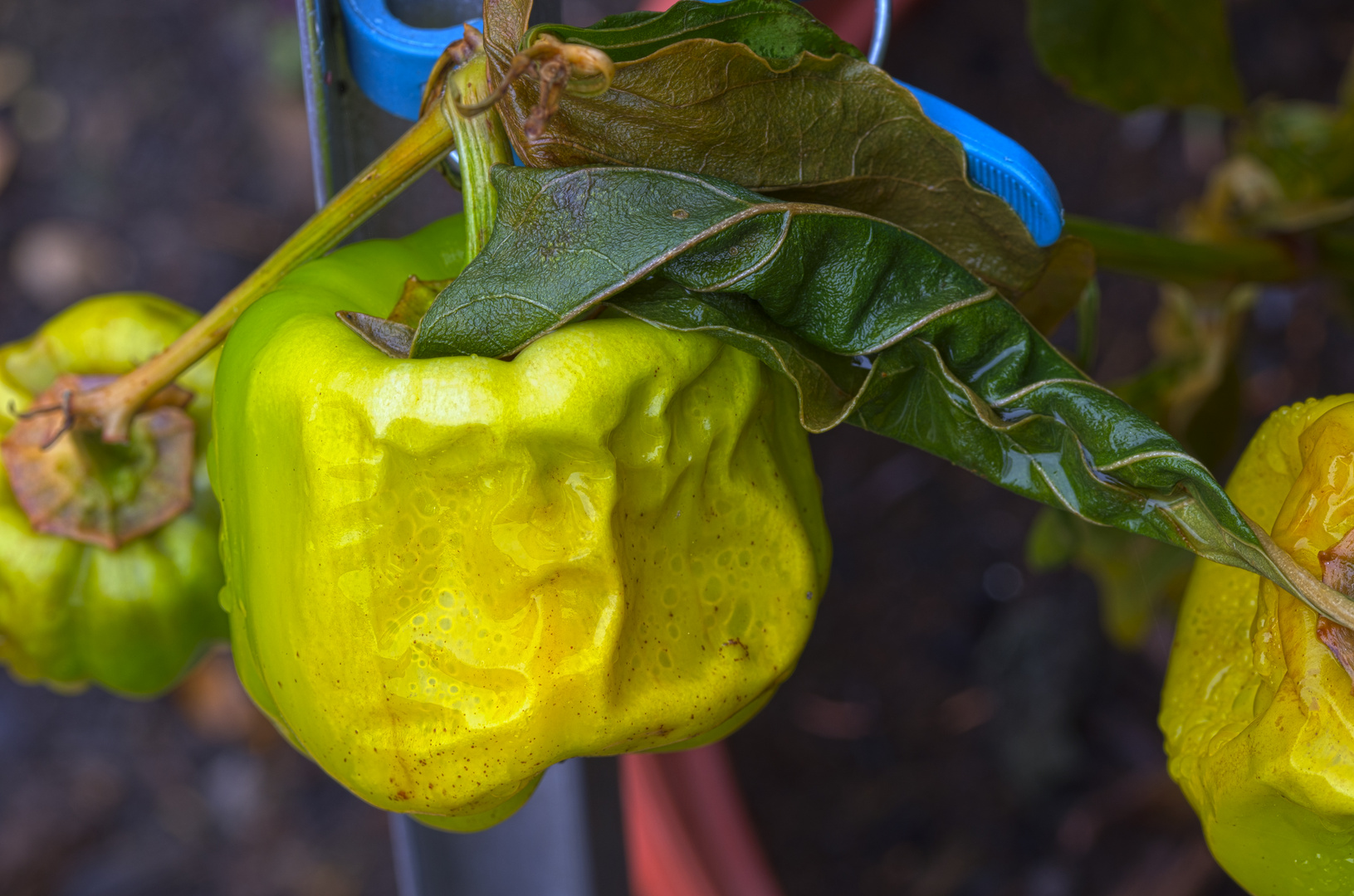 Herbst im Garten - Paprika