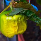 Herbst im Garten - Paprika