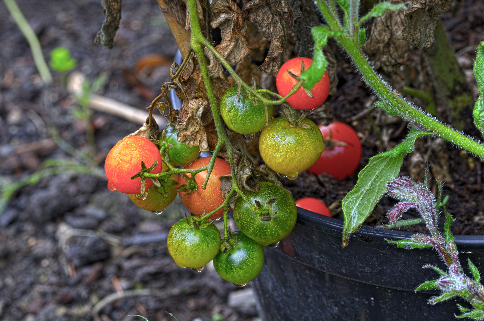 Herbst im Garten - Tomaten