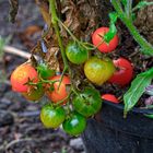 Herbst im Garten - Tomaten