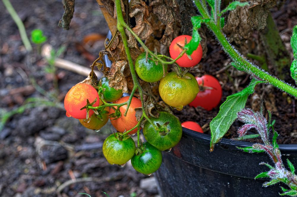 Herbst im Garten - Tomaten