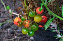 Herbst im Garten - Tomaten