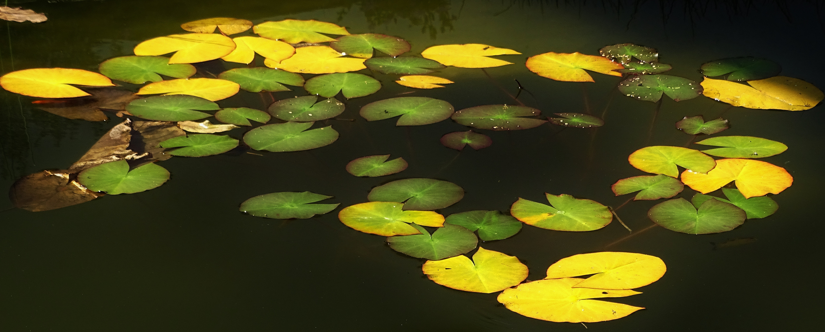 Herbst im Gartenteich