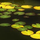 Herbst im Gartenteich