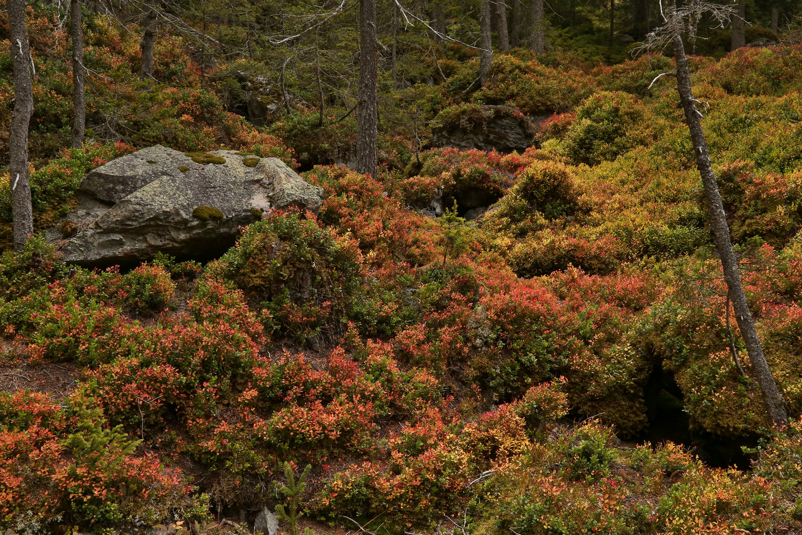 Herbst im Gebirge (2016_10_01_EOS 6D_9631_ji)