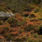 Herbst im Gebirge (2016_10_01_EOS 6D_9631_ji)