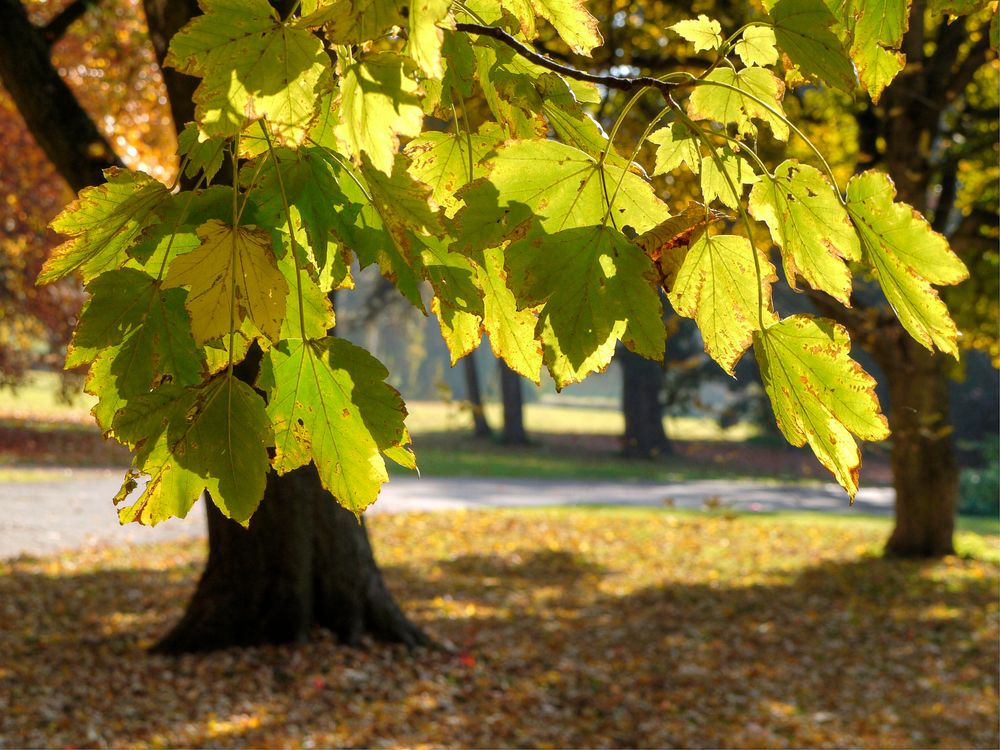 Herbst... im Gegenlicht