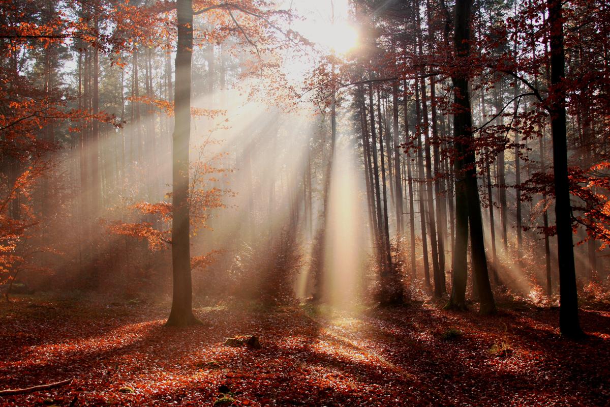 Herbst im Gegenlicht