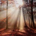 Herbst im Gegenlicht