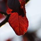 Herbst im Gegenlicht