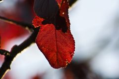 Herbst im Gegenlicht