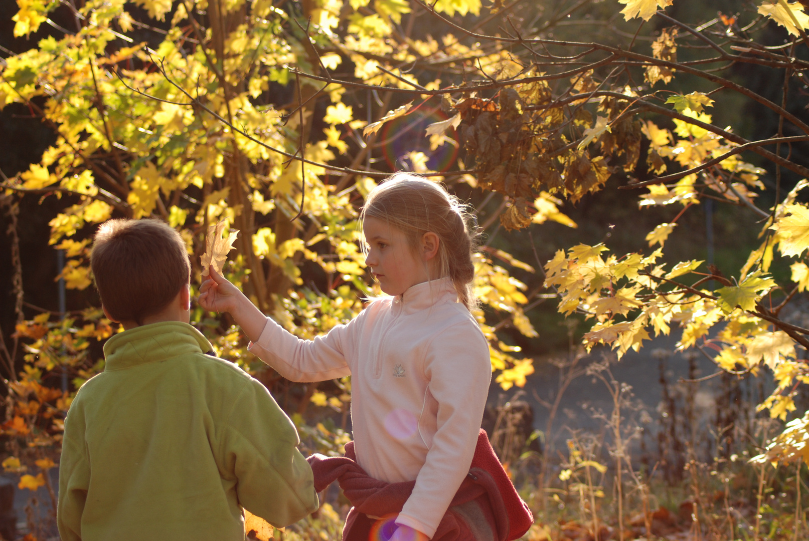 Herbst im Gegenlicht