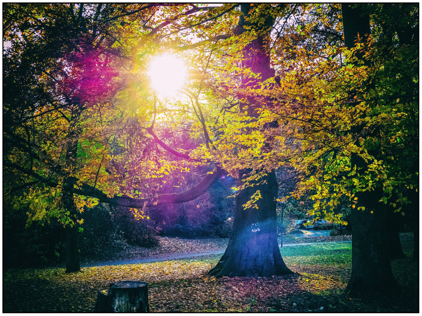 Herbst im Gegenlicht