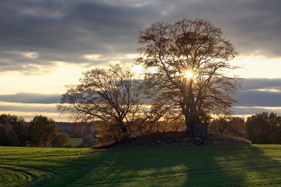 Herbst im Gegenlicht