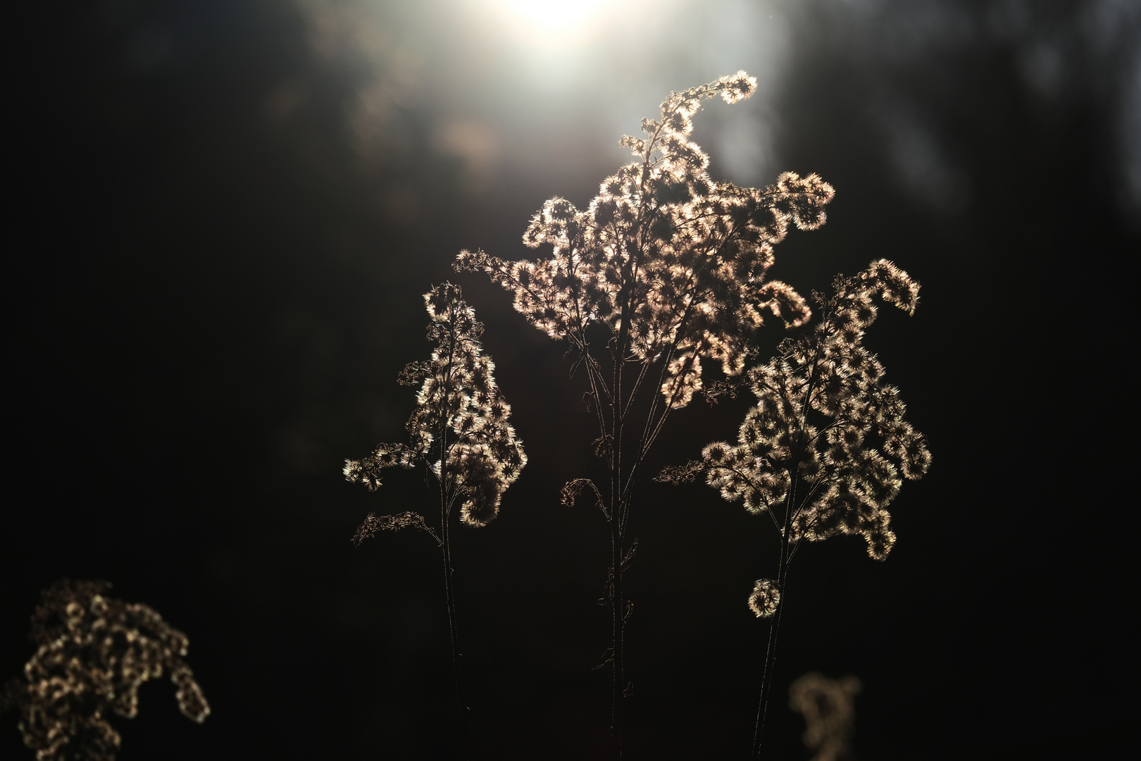 Herbst im Gegenlicht