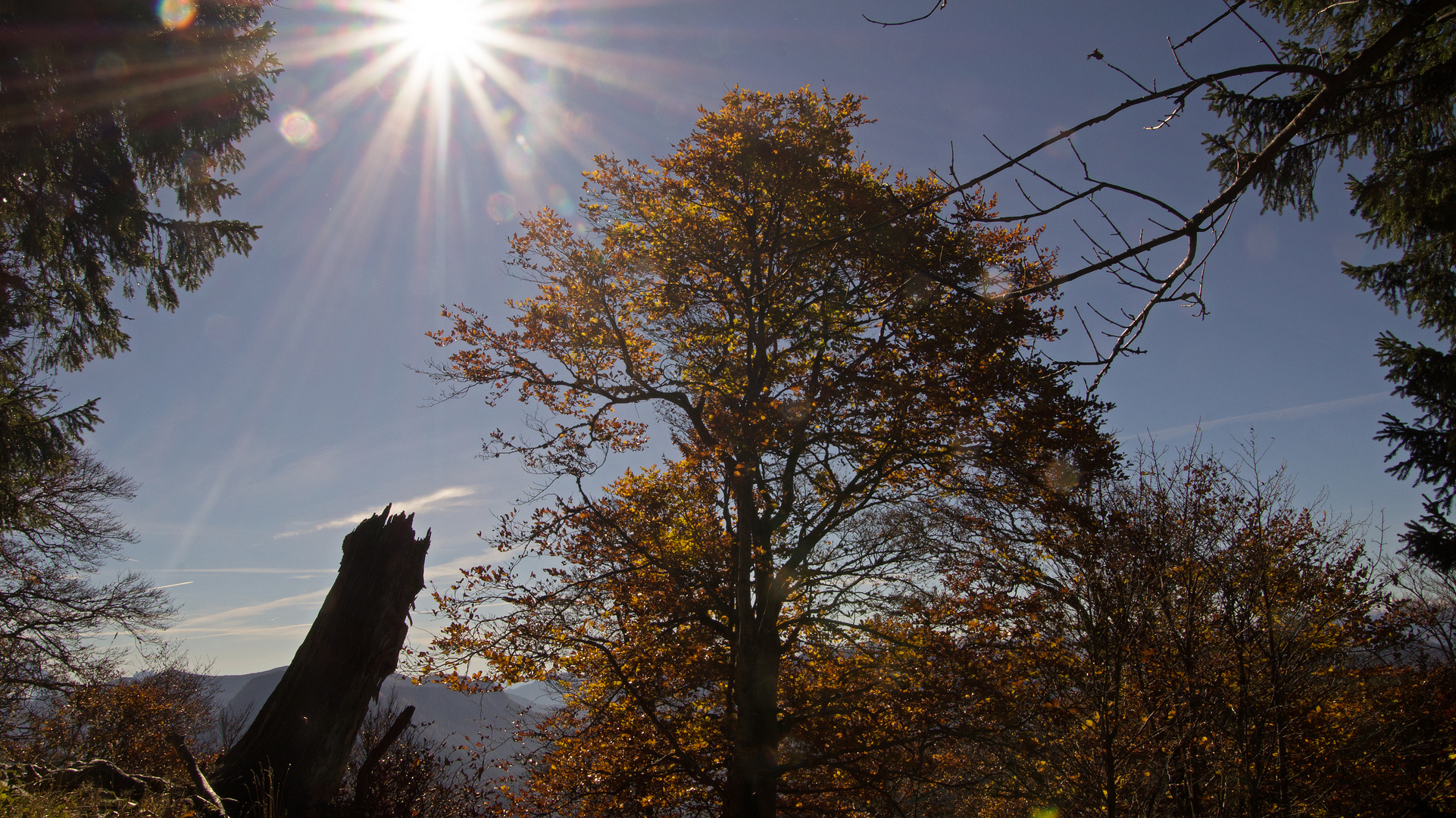 Herbst im Gegenlicht