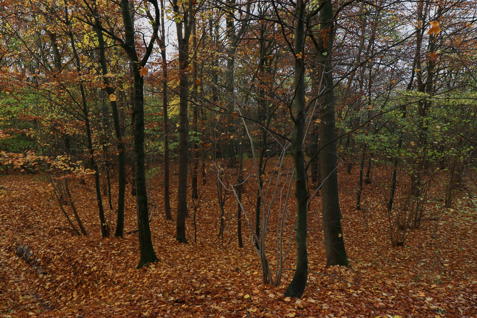 Herbst im Gehölz