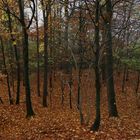 Herbst im Gehölz