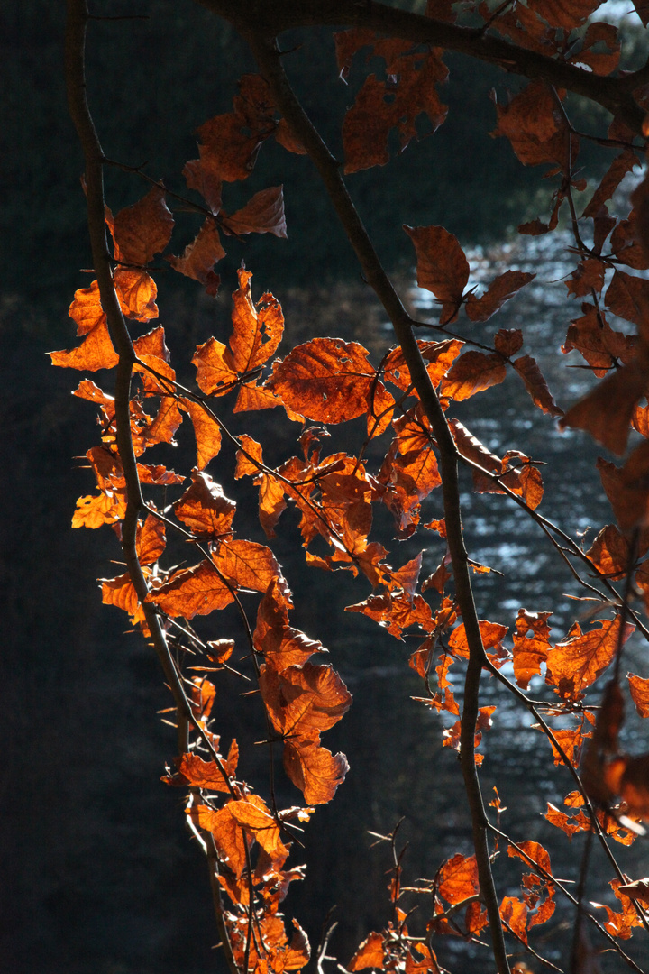 Herbst im Gelpetal...