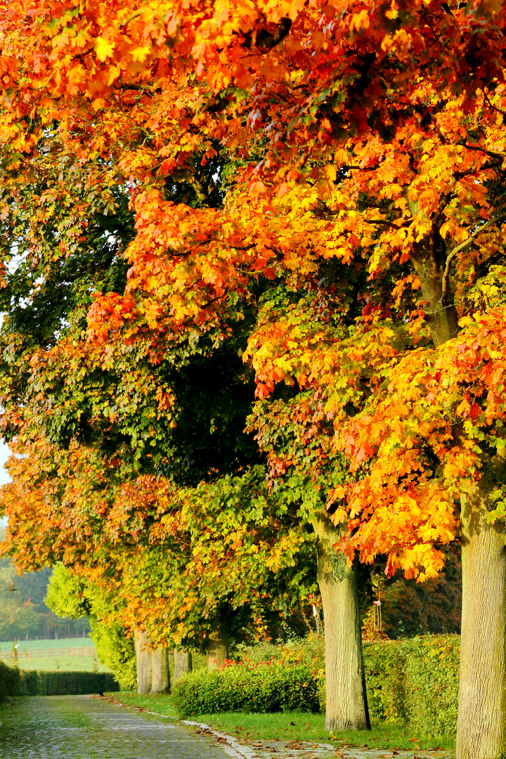 Herbst im Gestüt