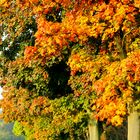 Herbst im Gestüt