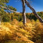 Herbst im Glasermoor