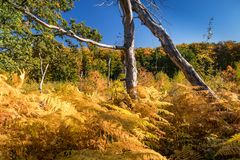 Herbst im Glasermoor