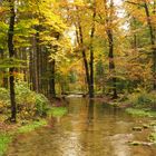 Herbst im Glütschbachtal beiThun