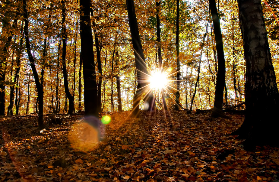 Herbst im Grafenberger Wald 2 Düsseldorf