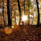 Herbst im Grafenberger Wald 2 Düsseldorf