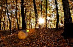 Herbst im Grafenberger Wald 2 Düsseldorf