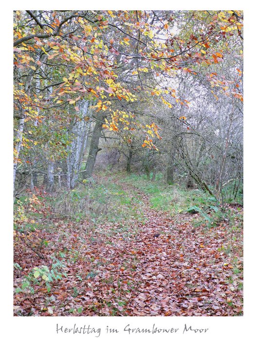 Herbst im Grambower Moor