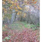 Herbst im Grambower Moor