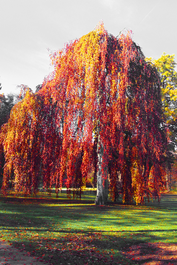 Herbst im Greizer Park