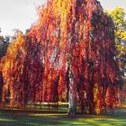 Herbst im Greizer Park