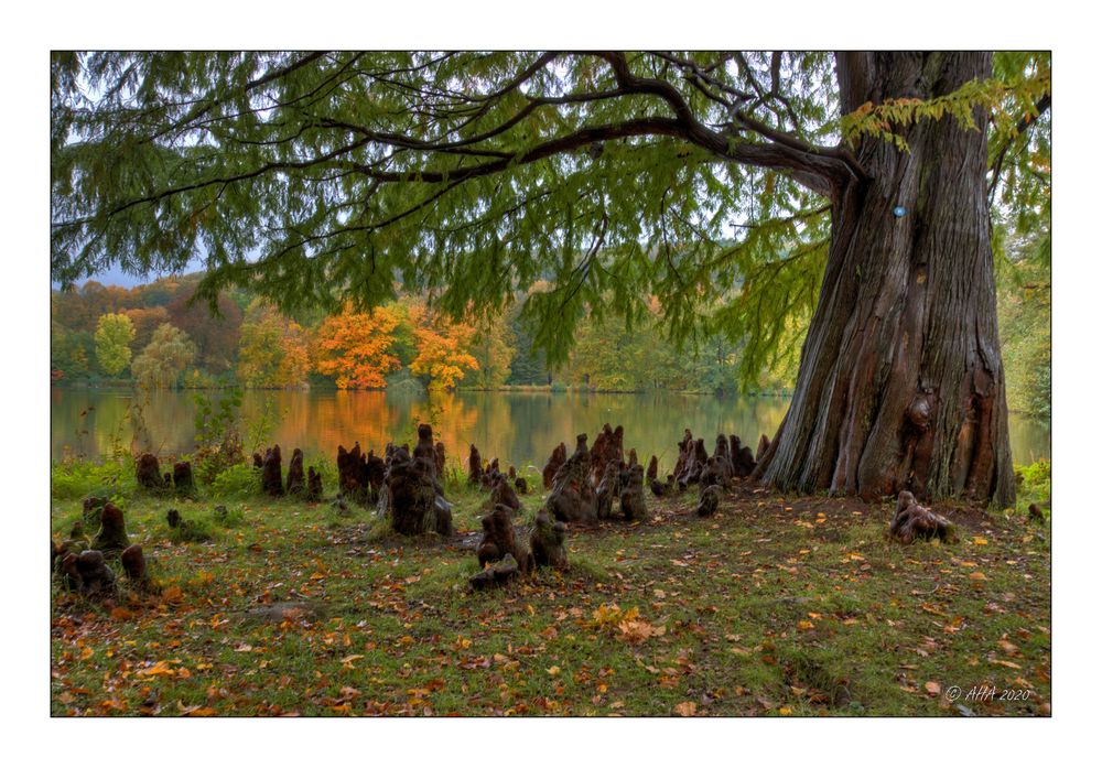 Herbst im Greizer Park - 7