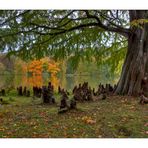 Herbst im Greizer Park - 7