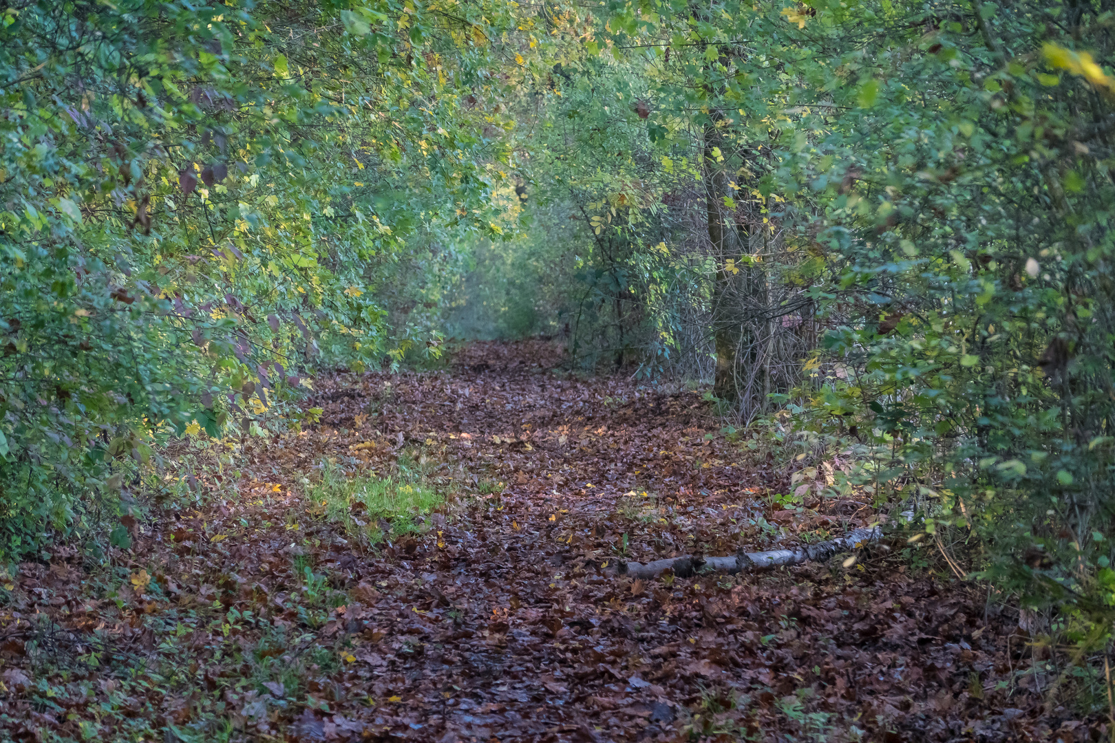 Herbst im größten Buchenwald Norddeutschlands