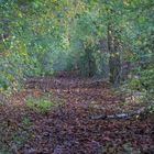 Herbst im größten Buchenwald Norddeutschlands