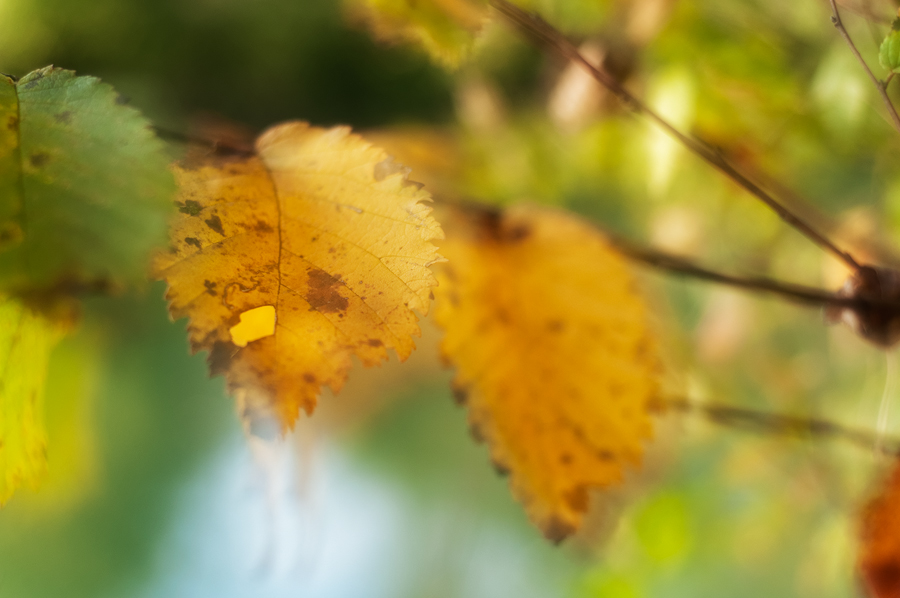 Herbst im Groschenwasser