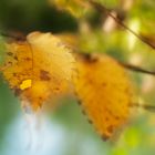 Herbst im Groschenwasser