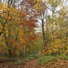 Herbst im Groß-Gerauer Sauergrund 01