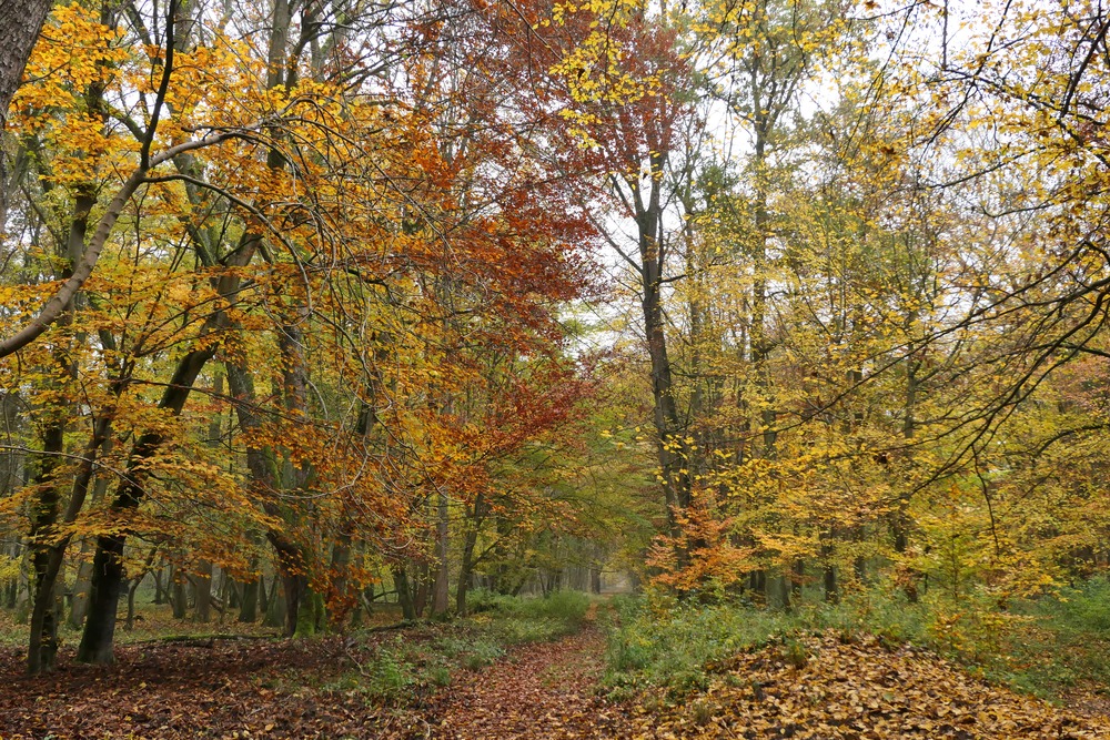 Herbst im Groß-Gerauer Sauergrund 01