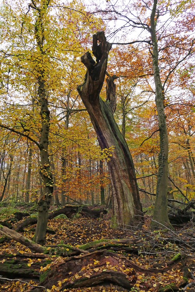Herbst im Groß-Gerauer Sauergrund 03