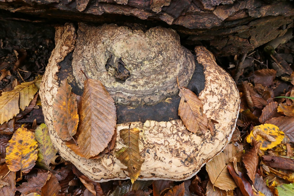 Herbst im Groß-Gerauer Sauergrund 07
