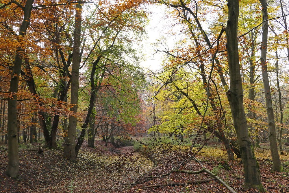 Herbst im Groß-Gerauer Sauergrund 08