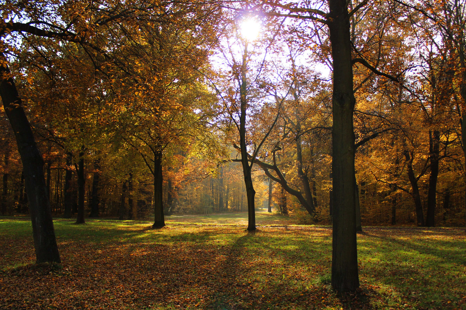 Herbst im Großen Garten Dresden
