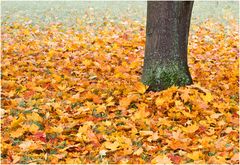 Herbst im Großen Garten III